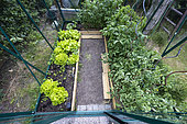 Vegetable plants in a garden greenhouse, Pas de Calais, France