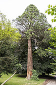 Sequoia, summer, Pas de Calais, France