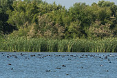 Eurasian coot (Fulica atra), Donana National & Natural Park, Andalusia, Spain.