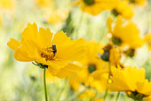 White spotted rose beetle (Oxythyrea funesta) feeding on a Calliopsis (Coreopsis sp.) flower, Gard, France