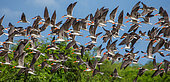 Flock of African skimmer (Rynchops flavirostris) in flight. Uganda. East Africa.
