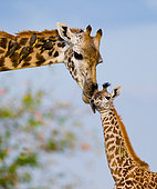 Female giraffe (Giraffa camelopardalis tippelskirchi) with a baby in savannah. Kenya. Tanzania. East Africa.