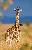 Baby giraffe (Giraffa camelopardalis tippelskirchi) in the savannah. Kenya. Tanzania. East Africa.