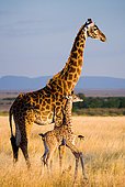 Female giraffe (Giraffa camelopardalis tippelskirchi) with a baby in the savannah. Kenya. Tanzania. East Africa.