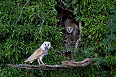 Barn owl (Tyto alba) standing near the breeding cavity with a prey, France