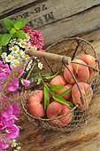 Flat peaches (Prunus persica var. platycarpa) in an iron basket, Sweet pea (Lathyrus odoratus) and white asters, Chamomile and Valerian flowers from the garden. Summer fruits