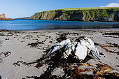Dead gannet (Morus bassanu) victim of bird flu, Shetland Islands, Scotland