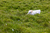 Agonising gannet (Morus bassanu), victim of bird flu, on the Shetland Islands