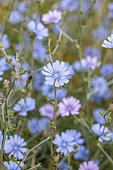 Common chicory (Cichorium intybus), Vaucluse, France