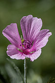 Palm-leaf marshmallow (Althaea cannabina) flower,, Vaucluse, France