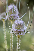 Wild teasel (Dipsacus fullonum), Vaucluse, France