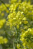White mustard (Sinapis alba), Vaucluse, France