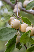 Mirabelle plums 'de Nancy' on the tree, France