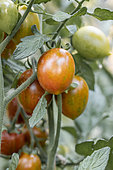 Cherry tomato 'Cookie'
