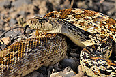 Sonoran gopher snake (Pituophis catenifer affinis), Sonora desert