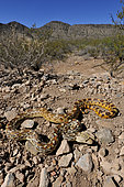 Sonoran gopher snake (Pituophis catenifer affinis), Sonora desert