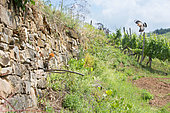 Huppe fasciée (Upupa epops), Nourrisage au nid dans un mur de pierres sèches du vignoble alsacien, Haut-Rhin, France