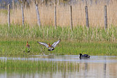 Courtship of Black-tailed Godwit (Limosa limosa) in front of a Common Coot (Fulica atra), in a marsh in Vendée, Pays de la LoireFrance