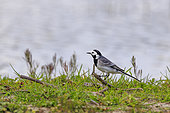White Wagtail (Motacilla alba) in a marsh in Vendée, Pays de la Loire, France