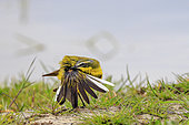 Western Yellow Wagtail (Motacilla flava) preening, Vendée, Pays de la Loire, France