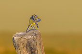 Western Yellow Wagtail (Motacilla flava) preening, Vendée, Pays de la Loire, France