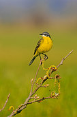 Western Yellow Wagtail (Motacilla flava) on a branch, Vendée, Pays de la Loire, France