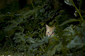 Chat domestique (Felis sylvestris catus) à l'affût, caché dans le feuillage, dans un jardin, France
