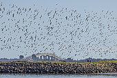 Flock of shorebirds in flight in front of the bridge on the island of Noirmoutier, Vendée, Pays de la Loire, France