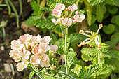 Verbena, Verbena 'Peaches & Cream', flowers