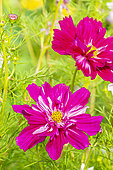 Mexican Aster, Cosmos bipinnatus 'Double Click Cranberries', flowers