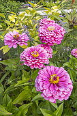 Zinnia, Zinnia elegans 'Super Yoga Rose', flowers