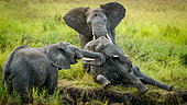 Eléphant de savane d'Afrique (Loxodonta africana africana) en interaction, Parc national du Serengeti, Tanzanie