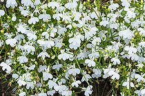 Trailing Lobelia, Lobelia erinus 'Palace', flowers