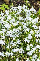Trailing Lobelia, Lobelia erinus 'Palace', flowers