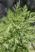 Sweet wormwood (Artemisia annua) in july, Vaucluse, France