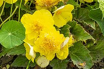 Begonia tuberhybrida 'Non Stop Jaune ', flowers