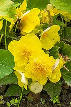 Begonia tuberhybrida 'Non Stop Jaune ', flowers