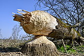 Tree eaten by a European beaver (Castor fiber), Basse vallée de l'Allan, Brognard, Doubs, France