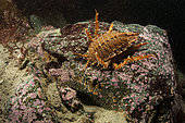 Giant Antarctic isopod (Glyptonotus antarcticus), Antarctic Peninsula, Antarctica