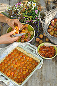 Mirabelle plums, yellow plums, pitting the fruit, homemade mirabelle plum tart, mirabelle plum jam and flower bouquet in the kitchen
