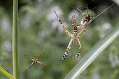 Wasp Spider (Argiope bruennichi) female near its moulted exoskeleton and courting male, Gers, France