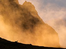 Chamois (Rupicapra rupicapra) liyng in the grass up on the mountain at sunrise, Slovakia