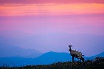 Chamois (Rupicapra rupicapra) standing in the grass up on the mountain before sunrise, Slovakia