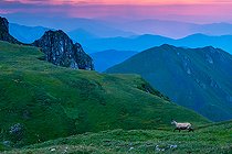 Chamois (Rupicapra rupicapra) walking in the grass up on the mountain at sunrise, Slovakia