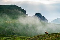 Chamois (Rupicapra rupicapra) standing in the grass up on the mountain in morning, Slovakia