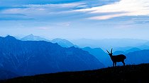 Ibex (Capra ibex) standing in the grass up on the mountain, Slovakia