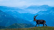 Ibex (Capra ibex) walking in the grass up on the mountain, Slovakia