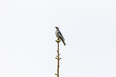 Mistle Thrush (Turdus viscivorus) perched on top of a spruce, Vosges, Alsace, France