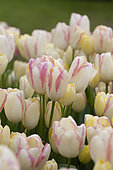 Tulipa Graceland