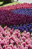 Hyacinthus display